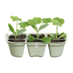 green basics seed tray 22cm stone green